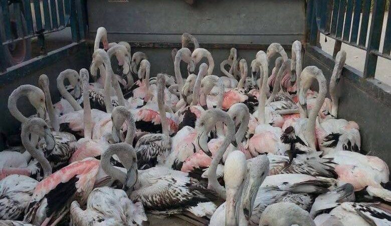 مرصد بيئي يكشف عن وقوع ألف طير مهاجر “ضحية للصيد الجائر” خلال الشهر الحالي