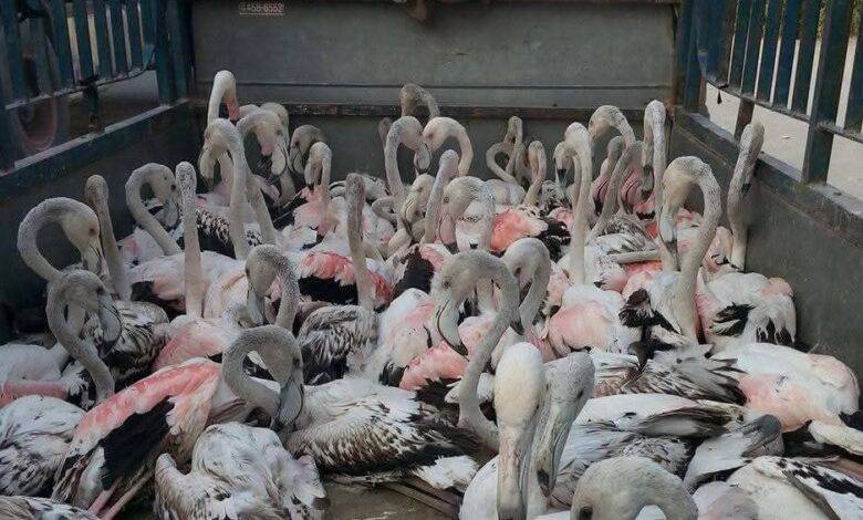 مرصد بيئي يكشف عن وقوع ألف طير مهاجر “ضحية للصيد الجائر” خلال الشهر الحالي