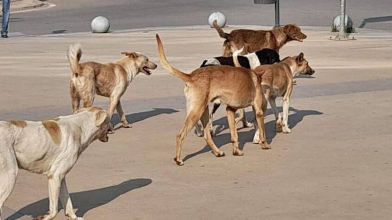 تحرك مصري لمواجهة الكلاب الضالة بعد تسببها بوفاة مسن وإصابة آخر