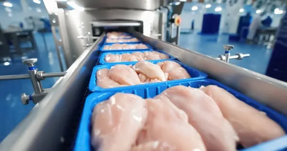 العراق يمنع استيراد الدجاج ابتداءً من مطلع 2026