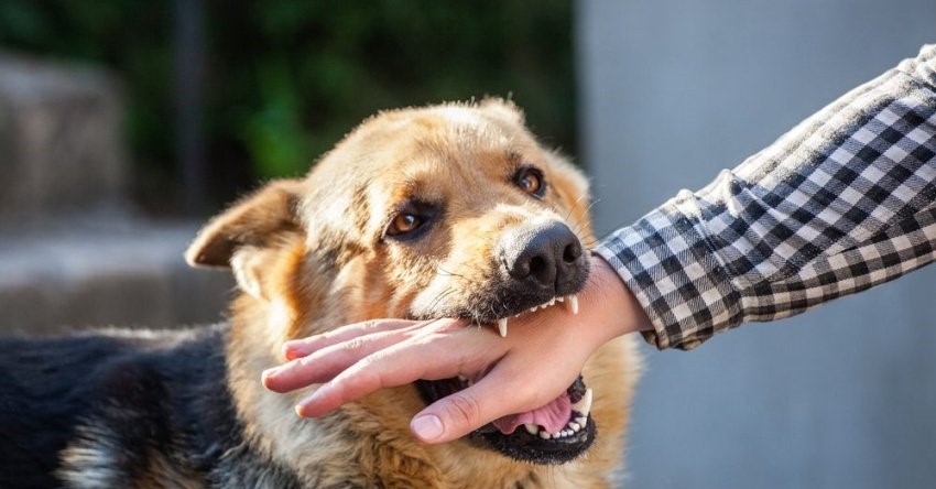 الصحة: سجلنا 50 ألف إصابة بعضة الكلاب منها 19 حالة وفاة في 2025