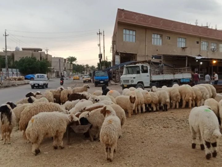 أمانة بغداد: نرفض تربية الأغنام والمواشي وبيعها في شوارع العاصمة
