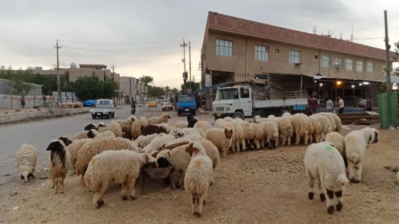 أمانة بغداد: نرفض تربية الأغنام والمواشي وبيعها في شوارع العاصمة