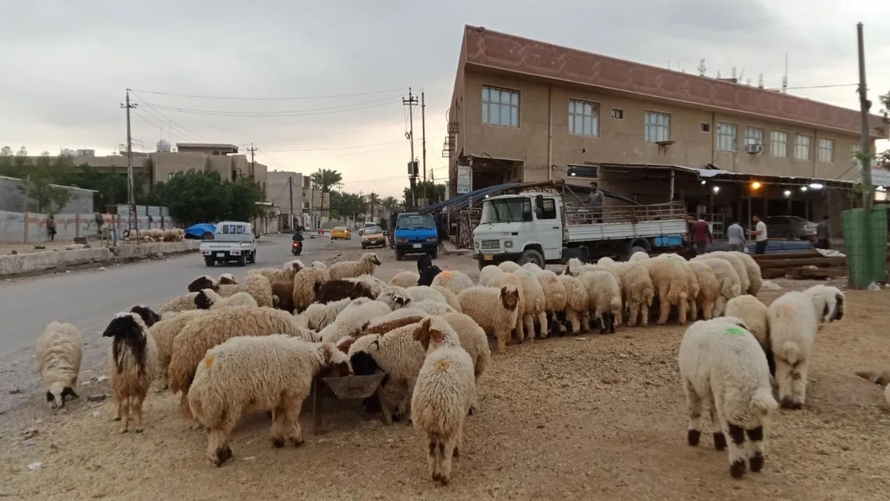 أمانة بغداد: نرفض تربية الأغنام والمواشي وبيعها في شوارع العاصمة