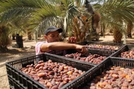 صادرات التمور العراقية تتجاوز 600 ألف طن خلال 2024 بعائدات تفوق نصف تريليون دينار