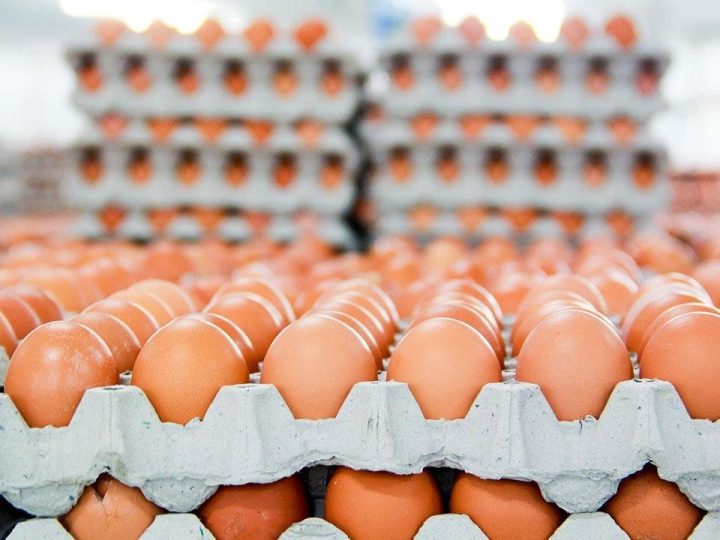 وزارة الزراعة: الممارسات الاحتكارية وراء ارتفاع اسعار البيض